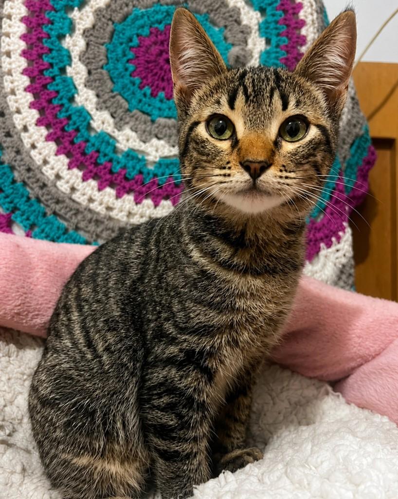 Peteco, gato de porte pequeno para adoção em Ijuí - RS