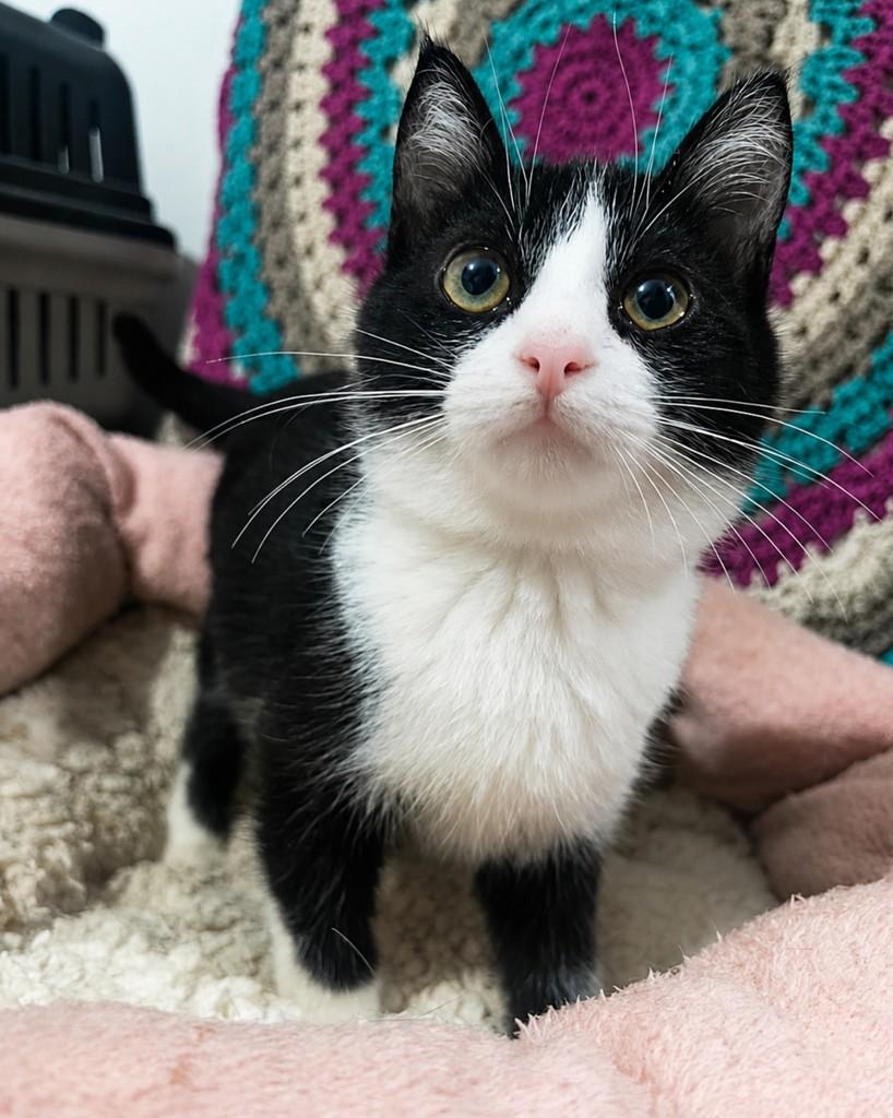 Tropeço, gato de porte pequeno para adoção em Ijuí - RS