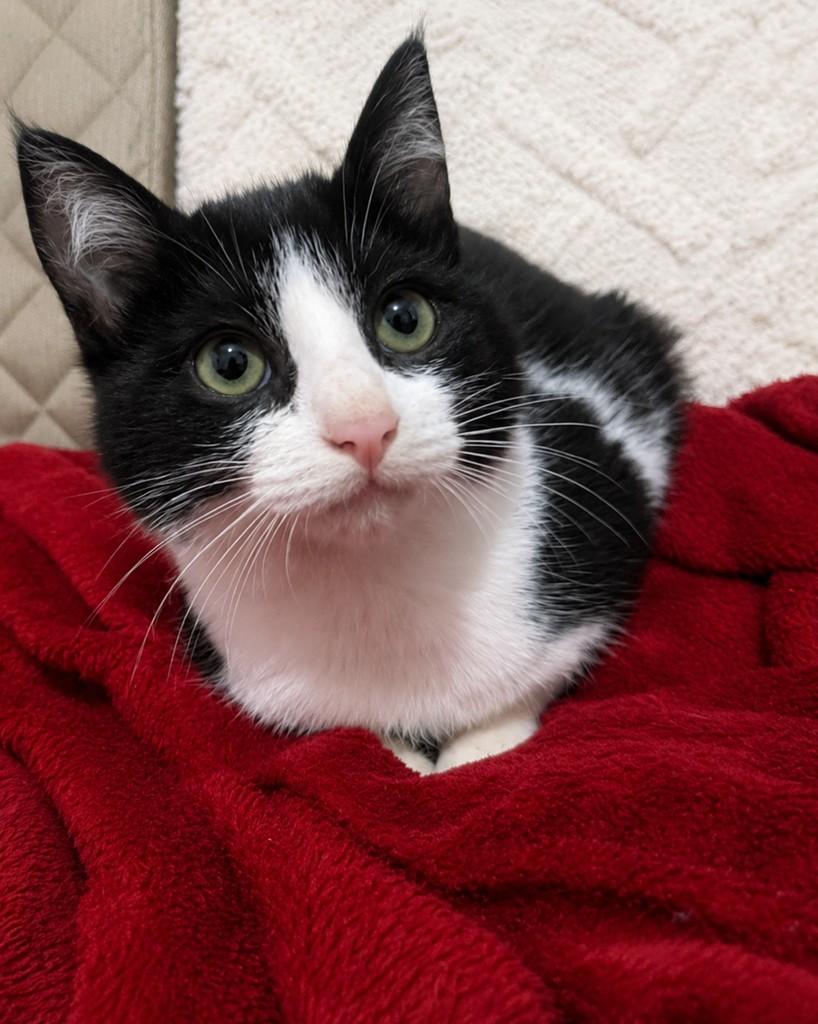Soluço, gato de porte pequeno para adoção em Ijuí - RS