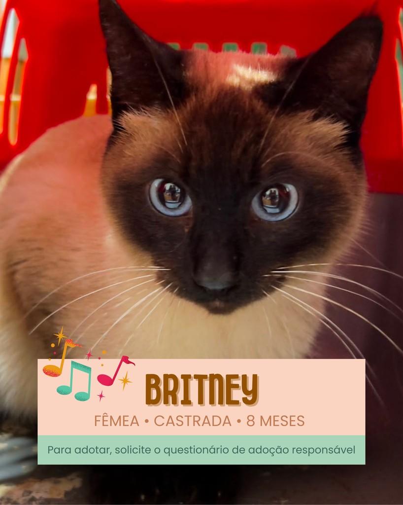Britney, gata de porte pequeno para adoção em Ijuí - RS