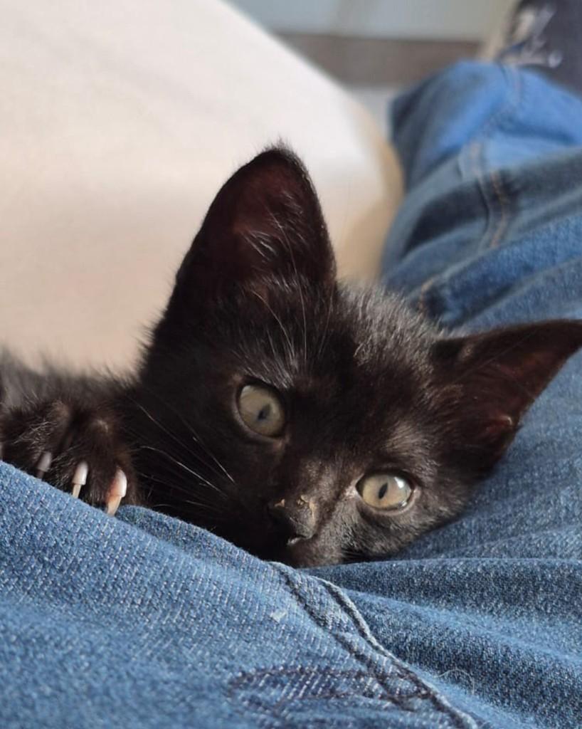 Fúria, gata de porte pequeno para adoção em Ijuí - RS