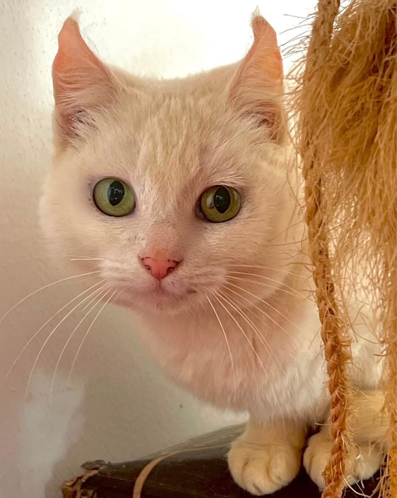 Skarlet, gata de porte médio para adoção em Ijuí - RS