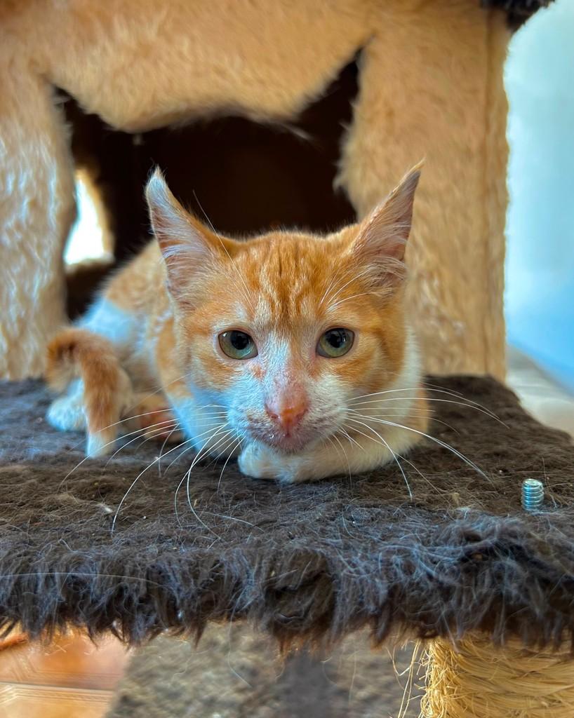 Croquete, gato de porte pequeno para adoção em Ijuí - RS