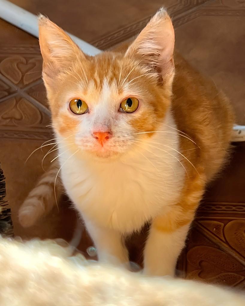Esfiha, gato de porte pequeno para adoção em Ijuí - RS
