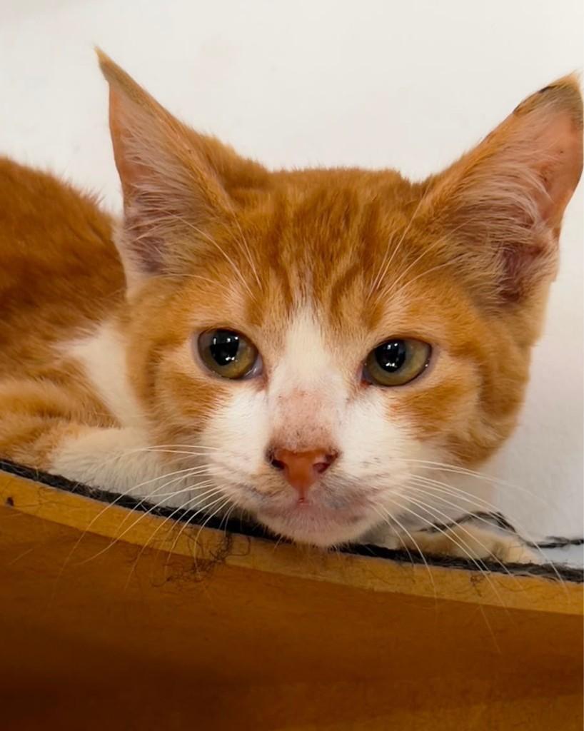 Pastel, gato de porte pequeno para adoção em Ijuí - RS