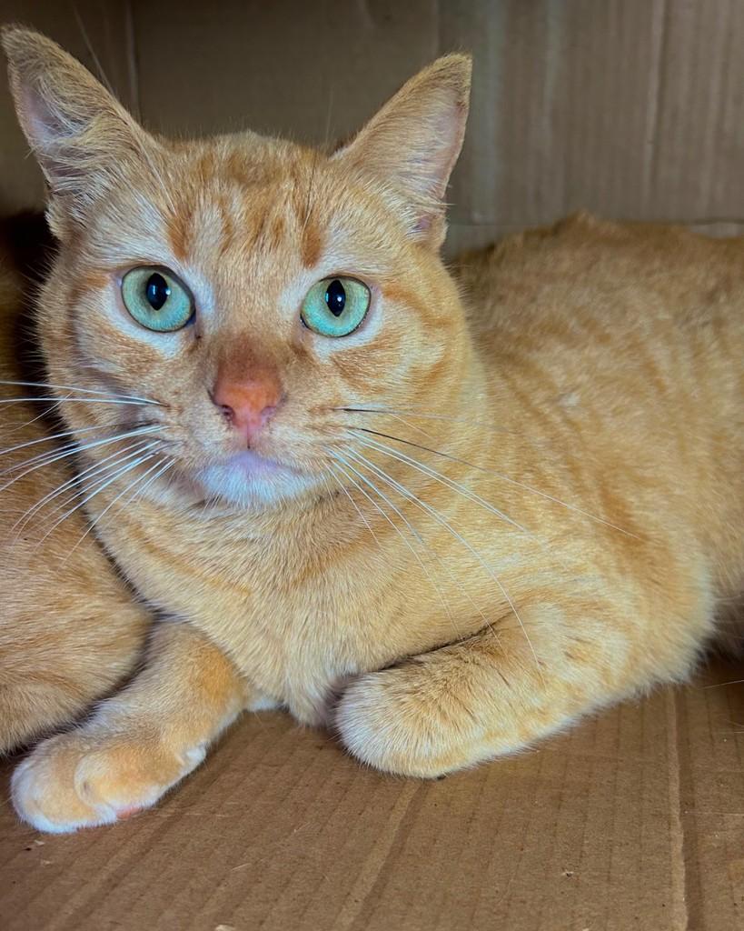Fanta, gata de porte médio para adoção em Ijuí - RS