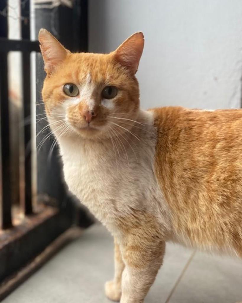 Pikachu, gato de porte médio para adoção em Ijuí - RS