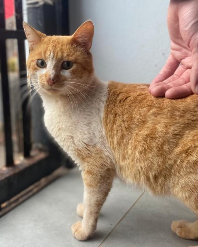 Pikachu, gato de porte médio para adoção em Ijuí - RS — foto 2 de 4