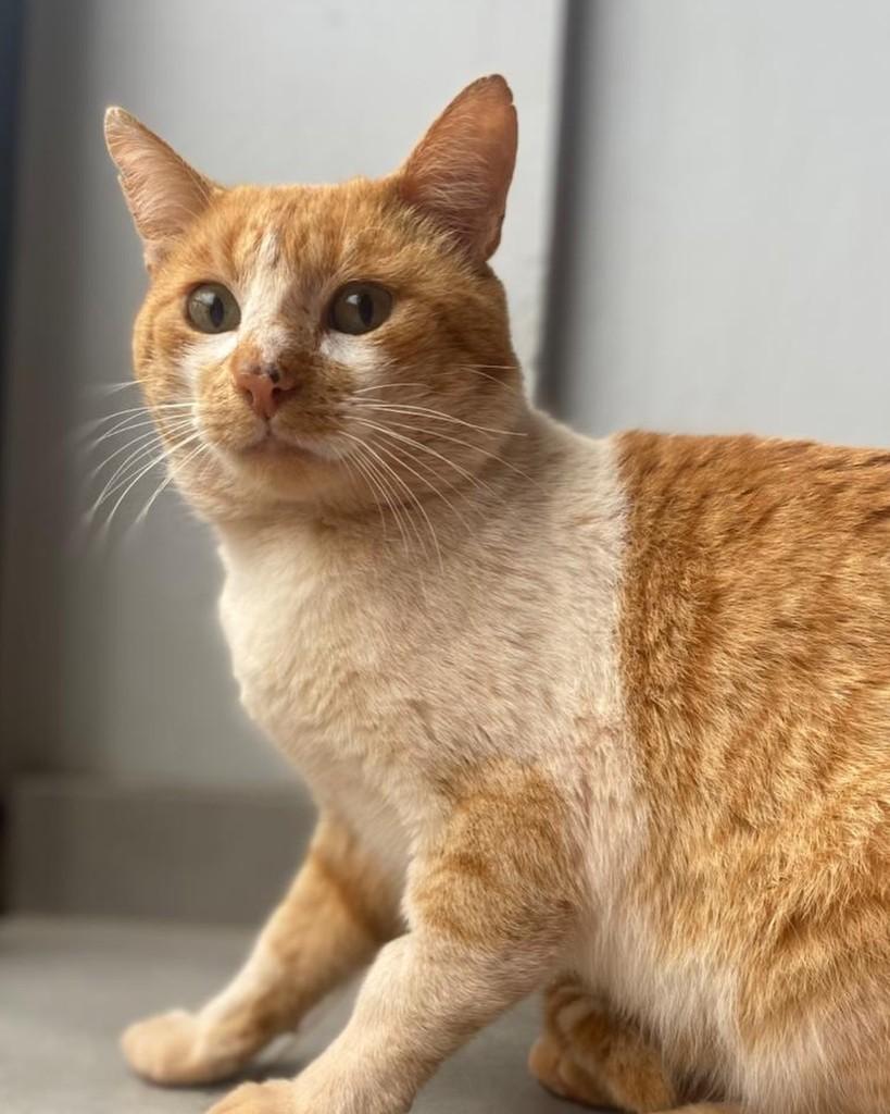 Pikachu, gato de porte médio para adoção em Ijuí - RS — foto 3 de 4
