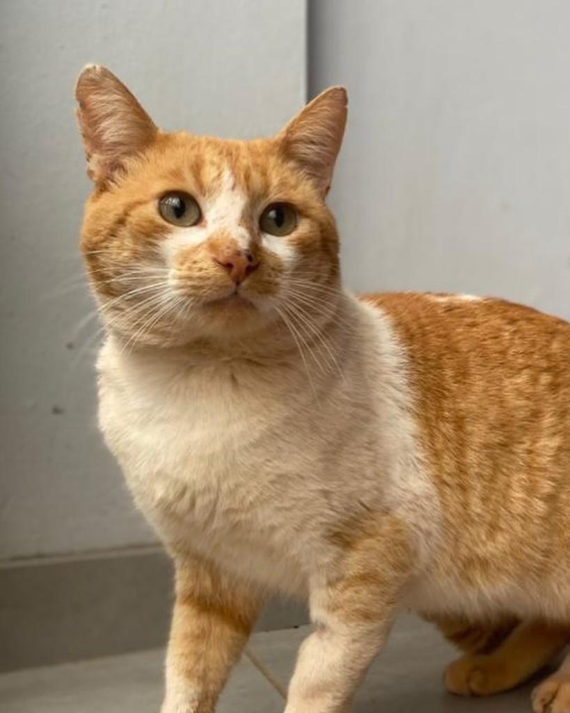 Pikachu, gato de porte médio para adoção em Ijuí - RS — foto 4 de 4