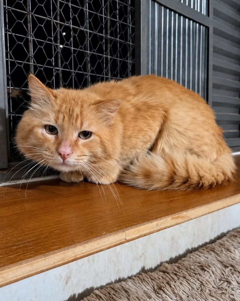 Garfield, gato de porte médio para adoção em Ijuí - RS