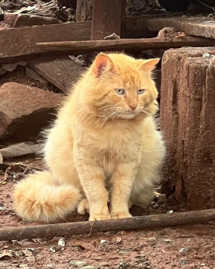 Garfield, gato de porte médio para adoção em Ijuí - RS — foto 4 de 4