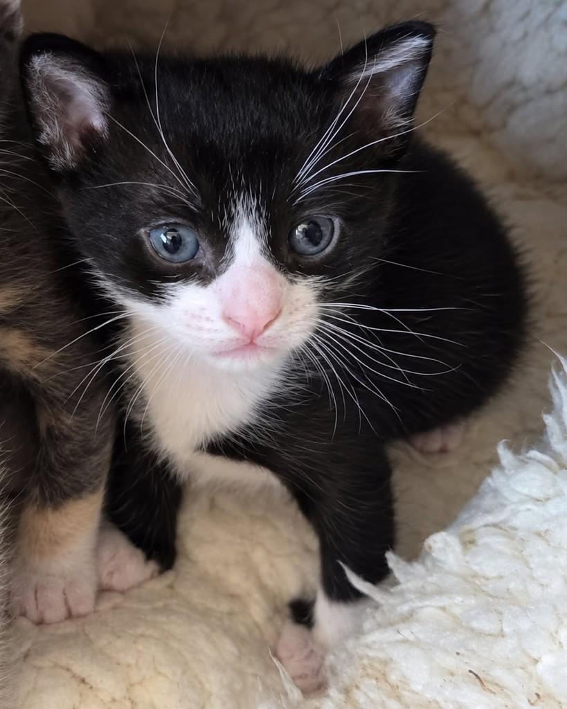 Darwin, gato de porte pequeno para adoção em Ijuí - RS