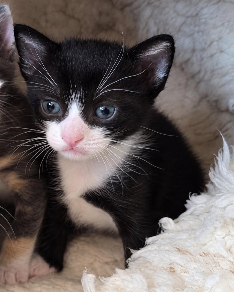 Darwin, gato de porte pequeno para adoção em Ijuí - RS — foto 2 de 4