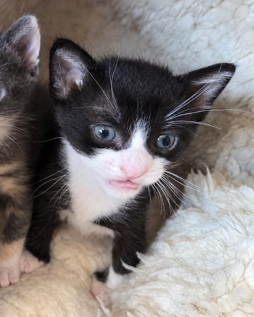 Darwin, gato de porte pequeno para adoção em Ijuí - RS — foto 3 de 4