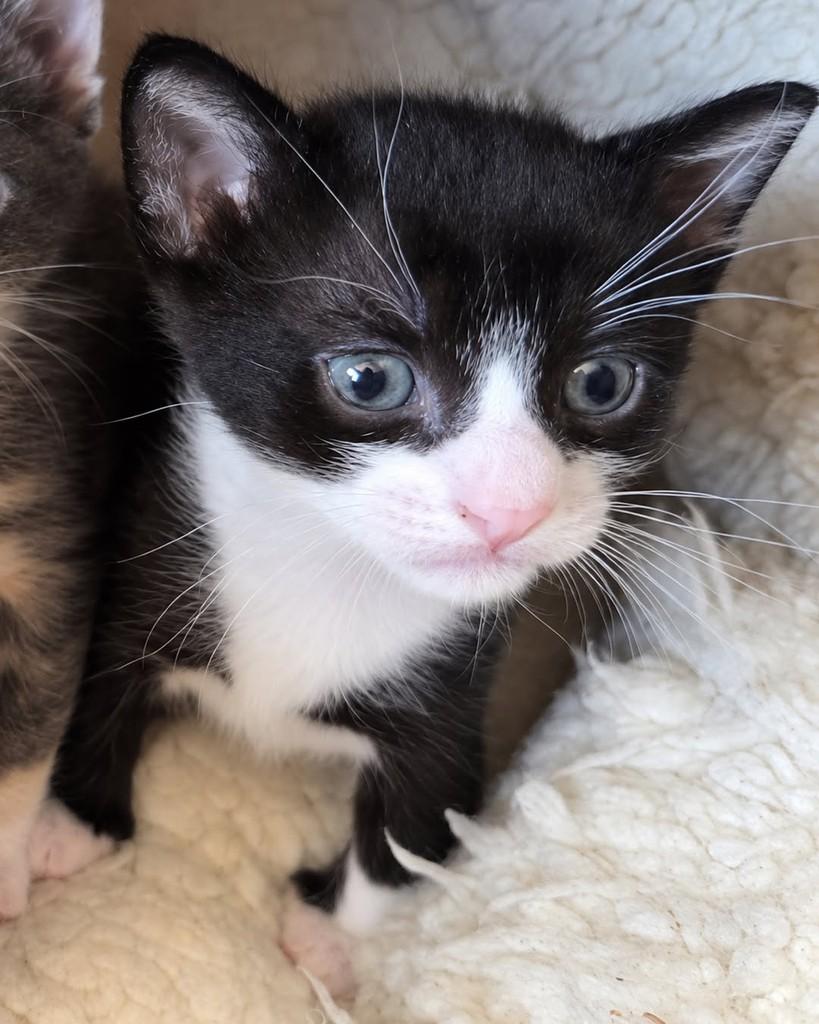 Darwin, gato de porte pequeno para adoção em Ijuí - RS — foto 4 de 4