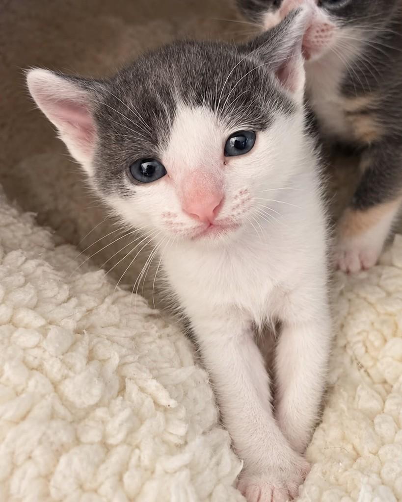 Gumball, gato de porte pequeno para adoção em Ijuí - RS