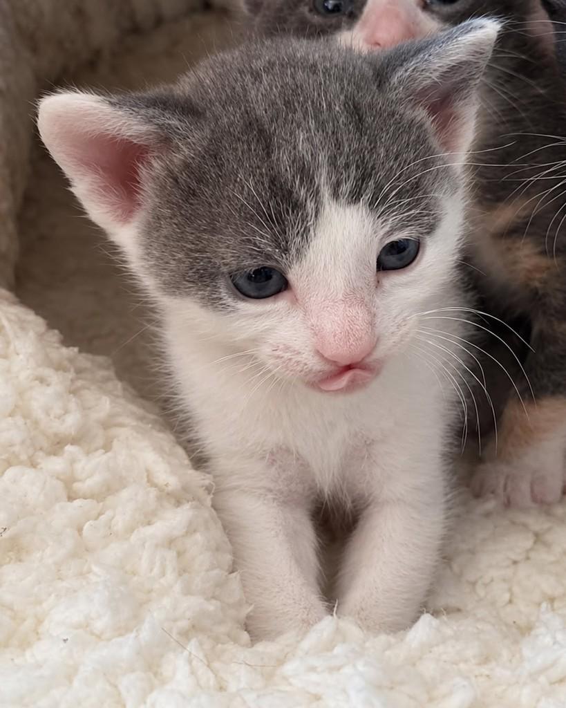 Gumball, gato de porte pequeno para adoção em Ijuí - RS — foto 2 de 4