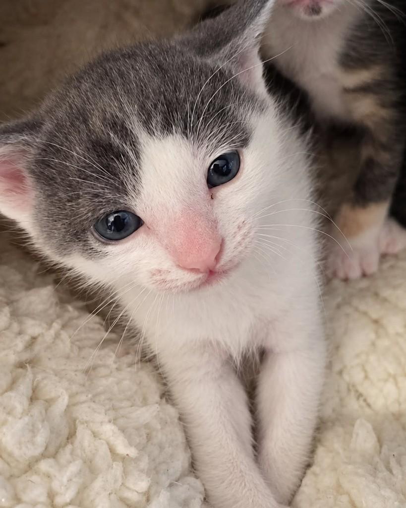 Gumball, gato de porte pequeno para adoção em Ijuí - RS — foto 3 de 4