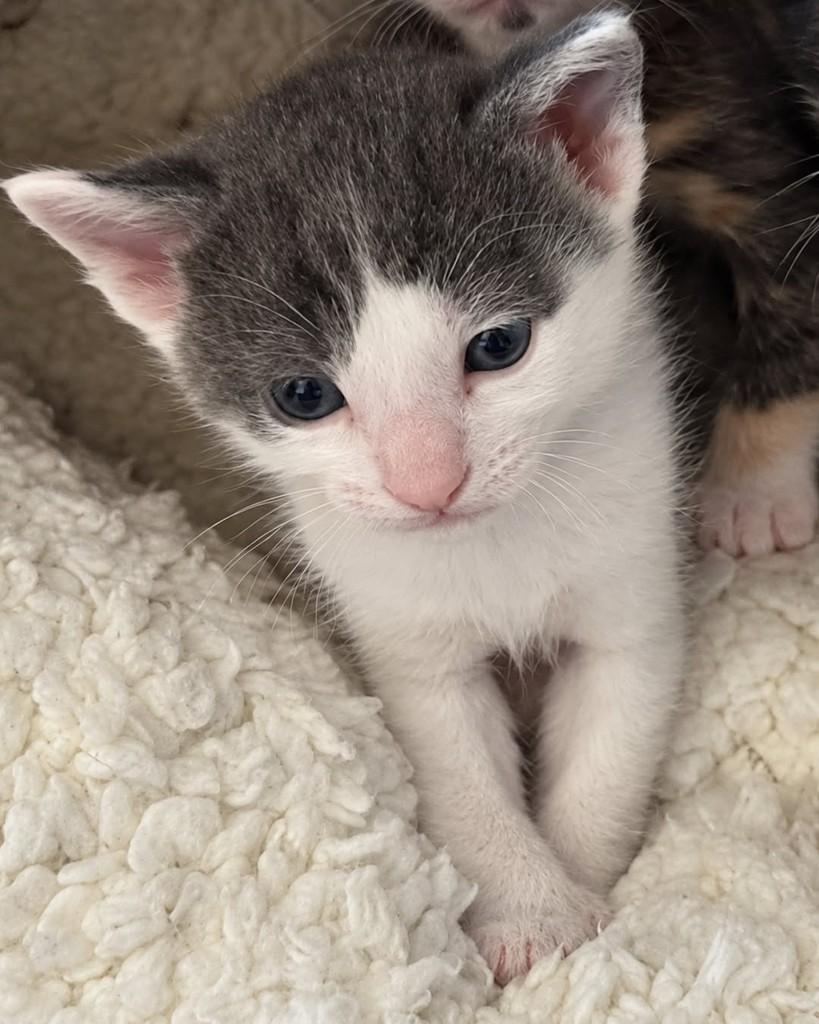 Gumball, gato de porte pequeno para adoção em Ijuí - RS — foto 4 de 4