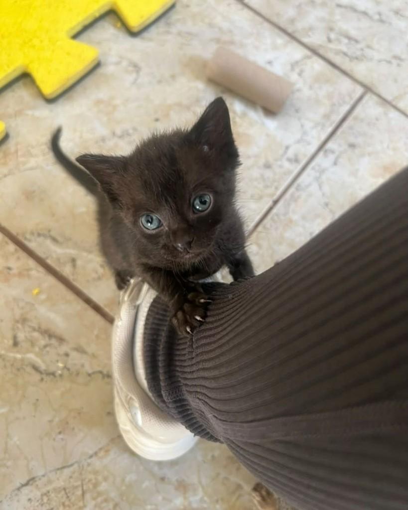 Jubileia, gata de porte pequeno para adoção em Ijuí - RS