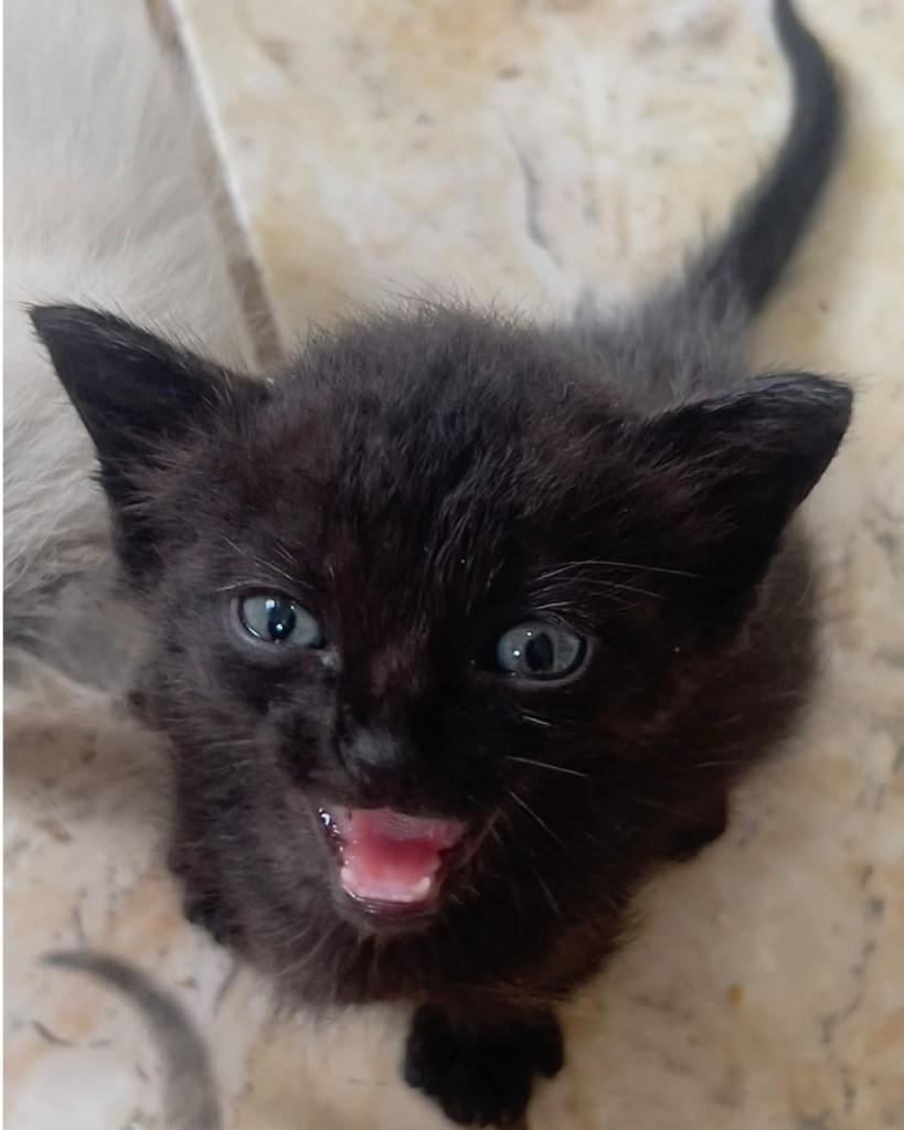 Jubileia, gata de porte pequeno para adoção em Ijuí - RS — foto 2 de 3