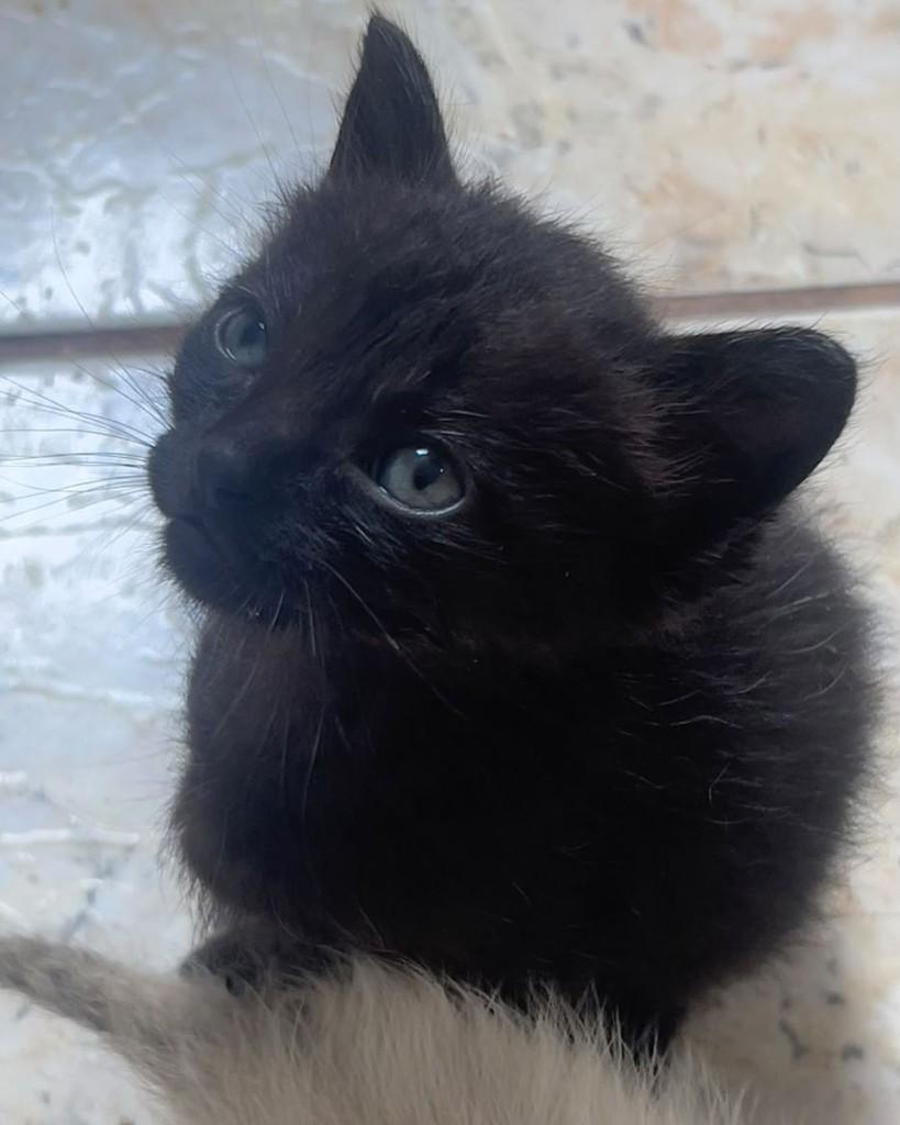 Jubileia, gata de porte pequeno para adoção em Ijuí - RS — foto 3 de 3