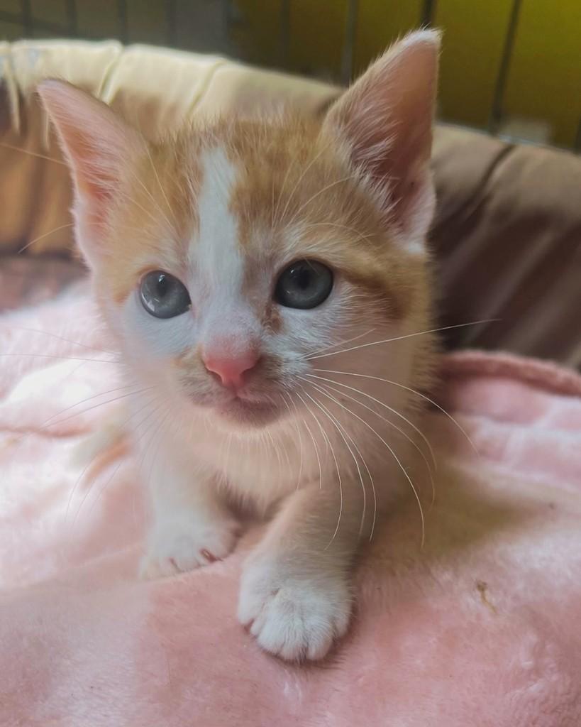 Mili, gata de porte pequeno para adoção em Ijuí - RS
