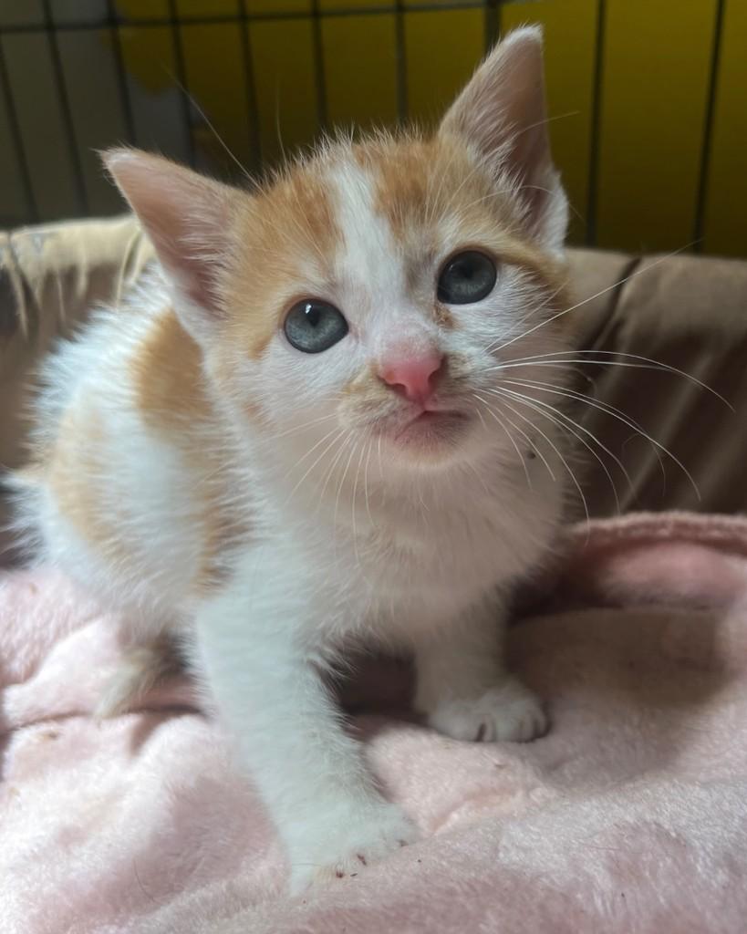 Mili, gata de porte pequeno para adoção em Ijuí - RS — foto 2 de 4