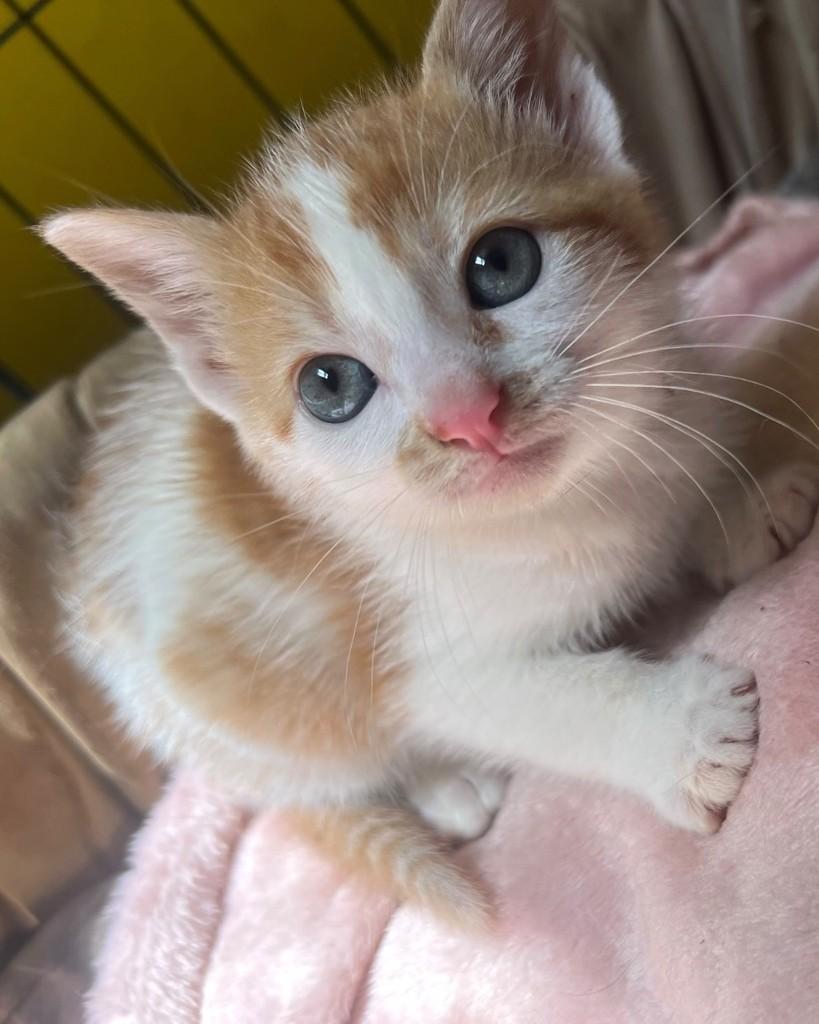 Mili, gata de porte pequeno para adoção em Ijuí - RS — foto 3 de 4