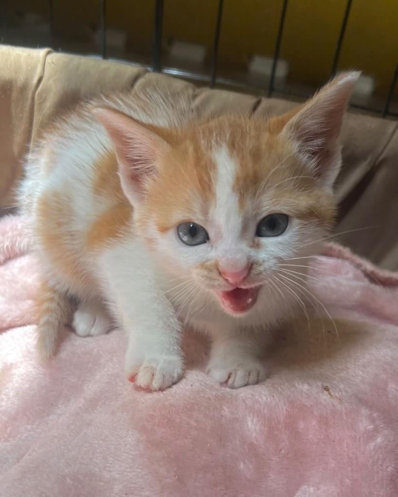 Mili, gata de porte pequeno para adoção em Ijuí - RS — foto 4 de 4