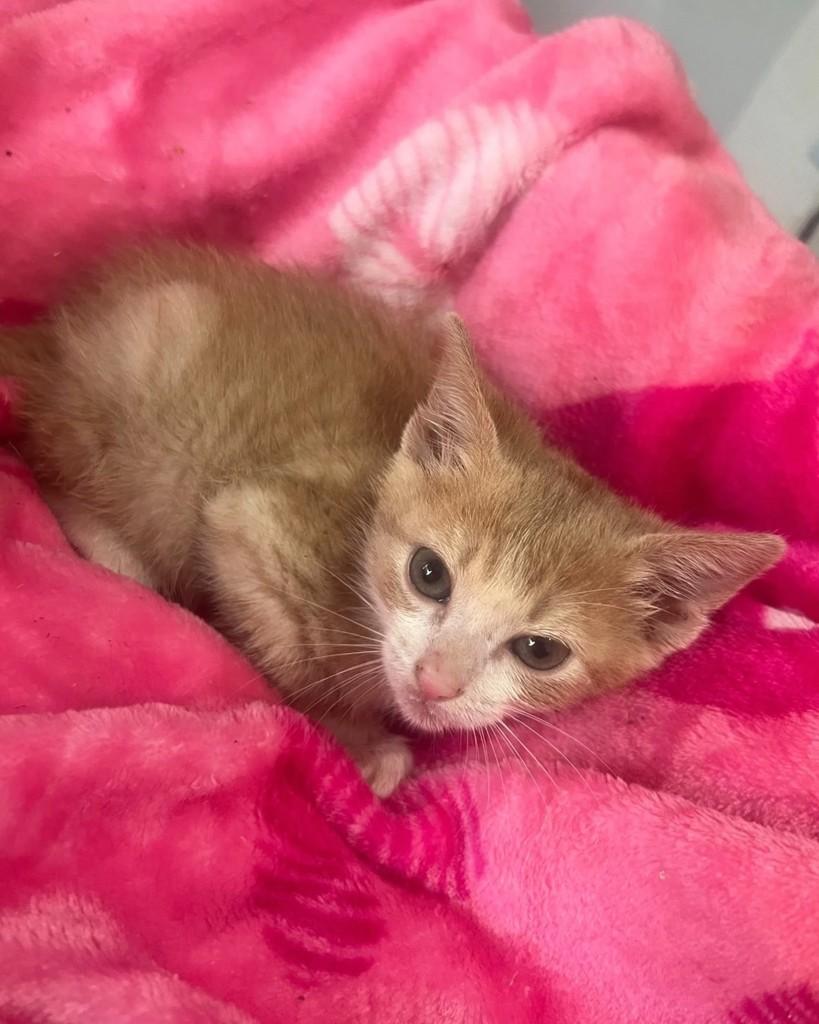 Tati, gata de porte pequeno para adoção em Ijuí - RS — foto 2 de 3