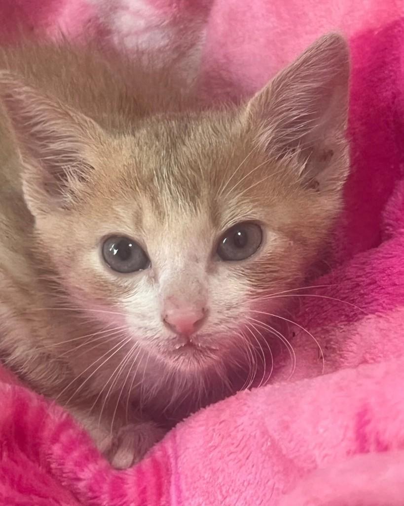Tati, gata de porte pequeno para adoção em Ijuí - RS — foto 3 de 3