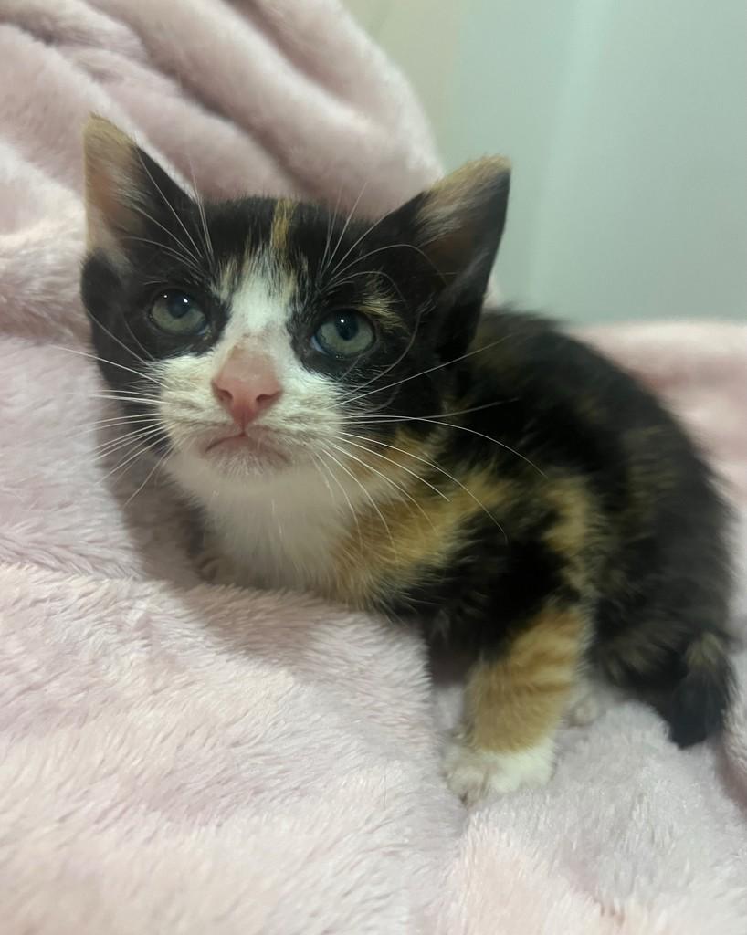 Bel, gata de porte pequeno para adoção em Ijuí - RS