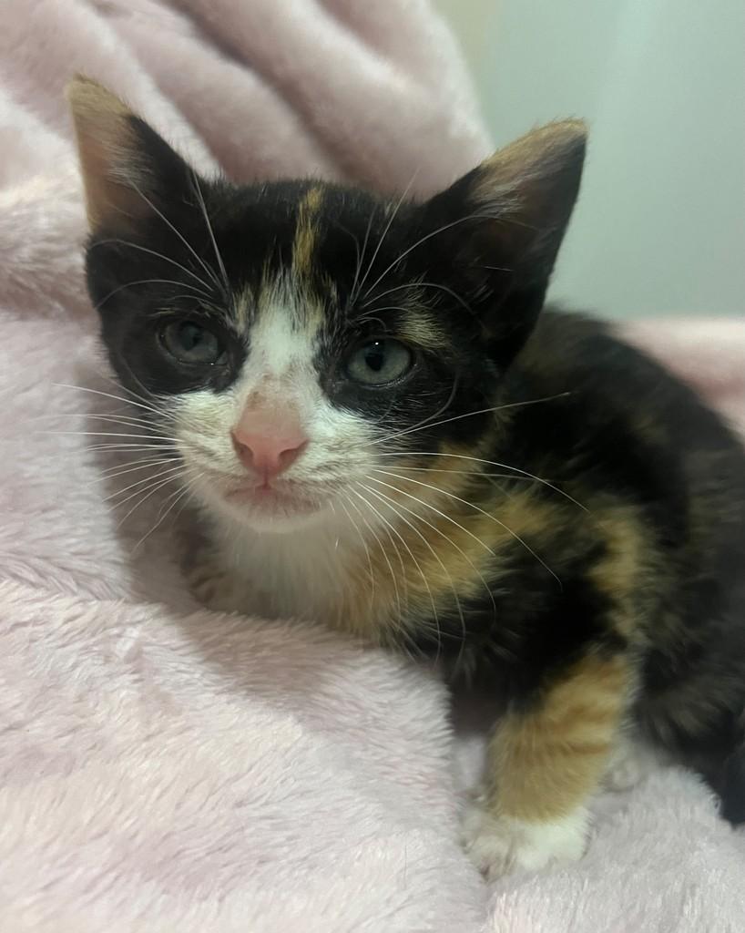 Bel, gata de porte pequeno para adoção em Ijuí - RS — foto 2 de 3