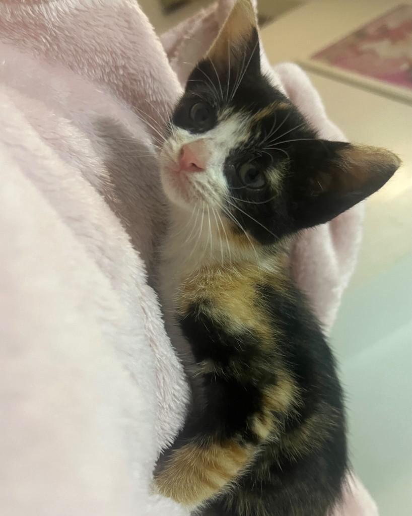 Bel, gata de porte pequeno para adoção em Ijuí - RS — foto 3 de 3