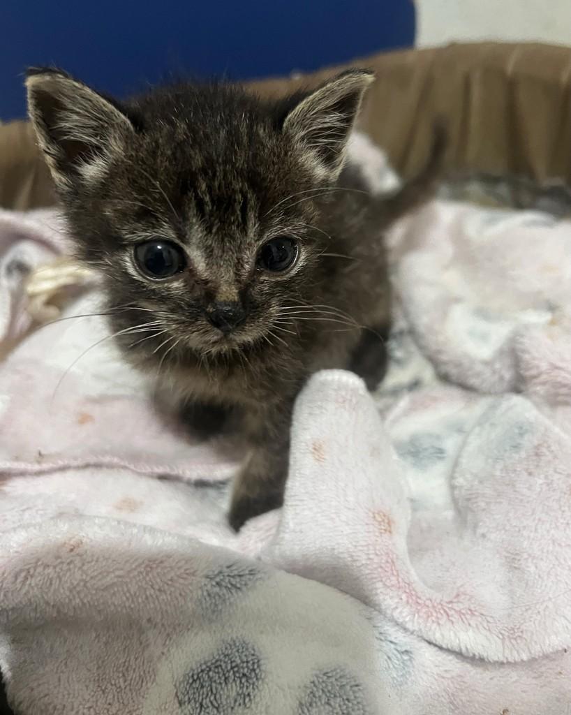 Beni, gato de porte pequeno para adoção em Ijuí - RS