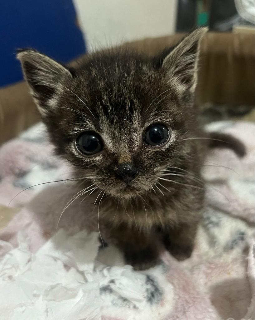 Beni, gato de porte pequeno para adoção em Ijuí - RS — foto 2 de 4