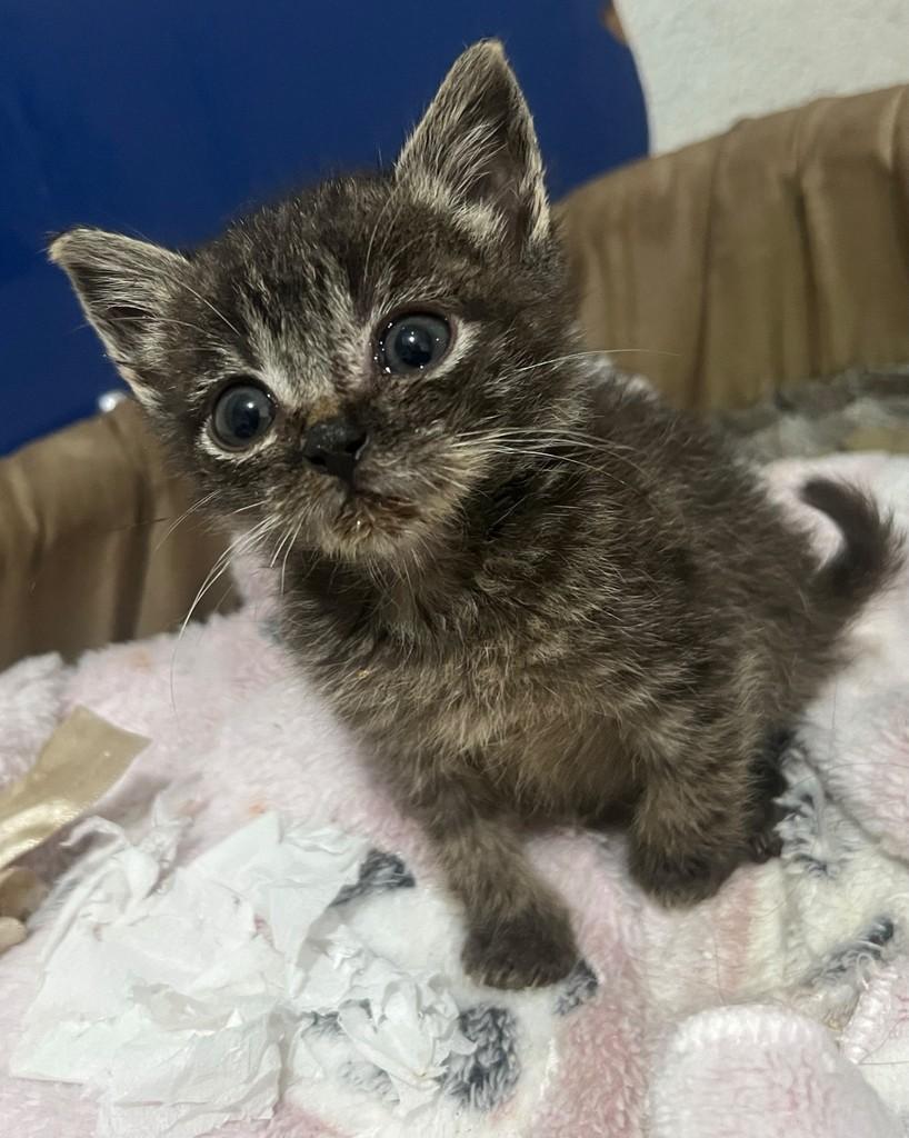 Beni, gato de porte pequeno para adoção em Ijuí - RS — foto 3 de 4