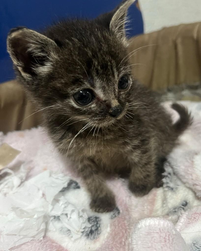 Beni, gato de porte pequeno para adoção em Ijuí - RS — foto 4 de 4