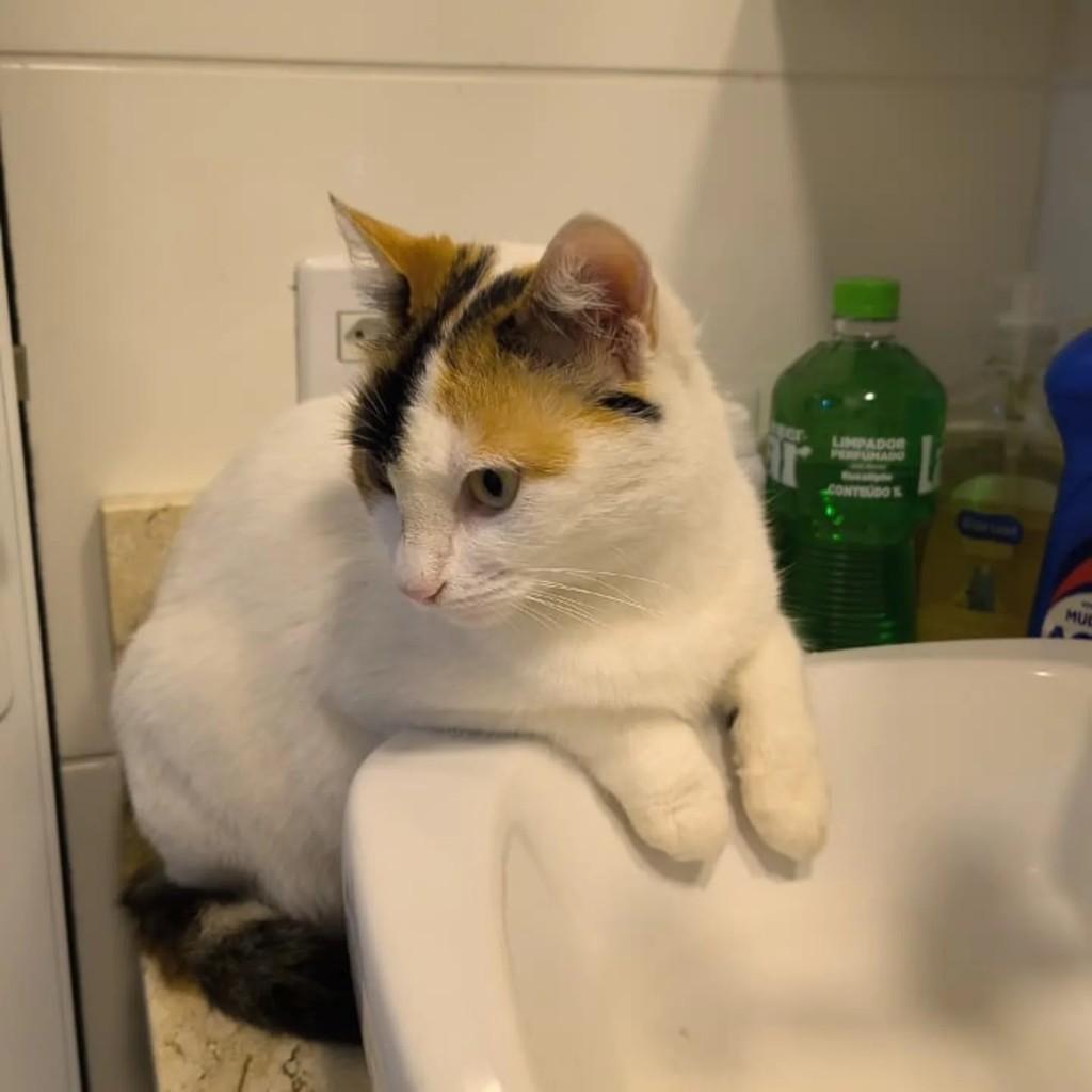 Ragatha, gato de porte pequeno para adoção em Medianeira - PR