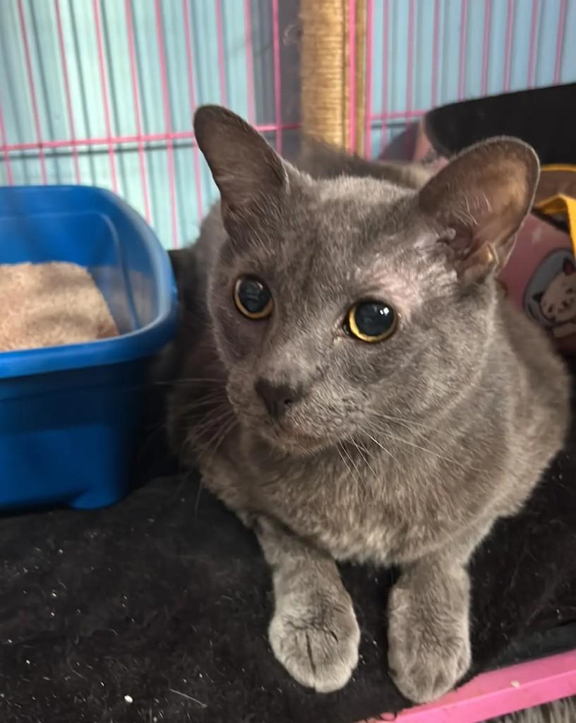 Kekeu, gato de porte grande para adoção em Porto Alegre - RS