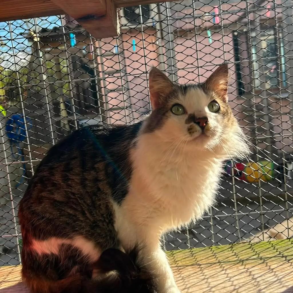 Ramses, gato de porte médio para adoção em Porto Alegre - RS