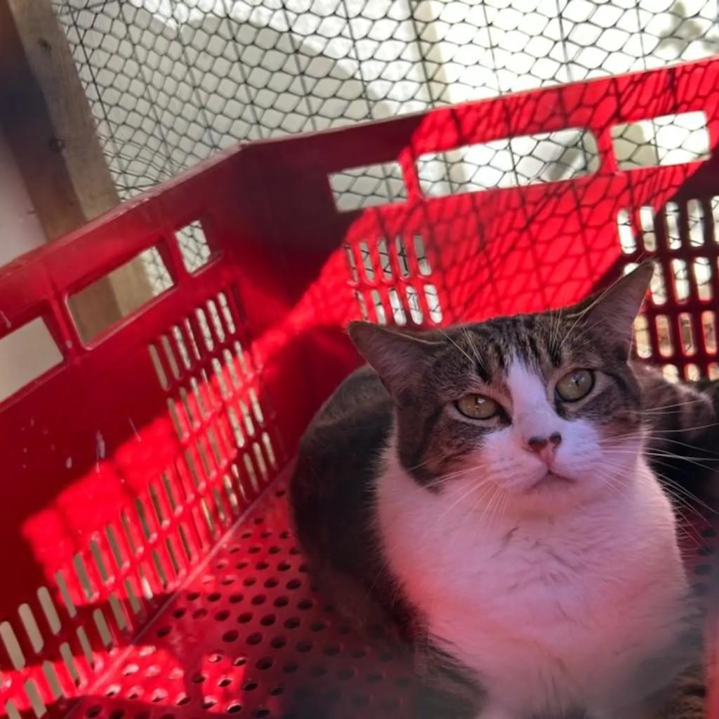 Duquesa, gata de porte médio para adoção em Medianeira - PR