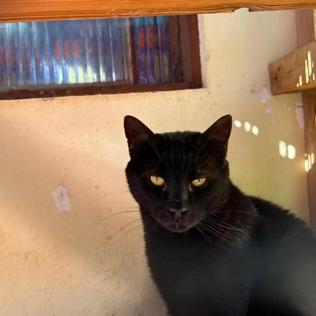 Madruga, gata de porte médio para adoção em Medianeira - PR