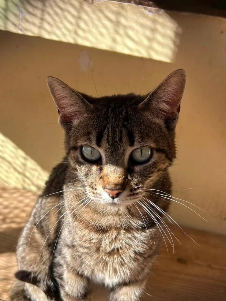 Baronesa, gata de porte médio para adoção em Medianeira - PR