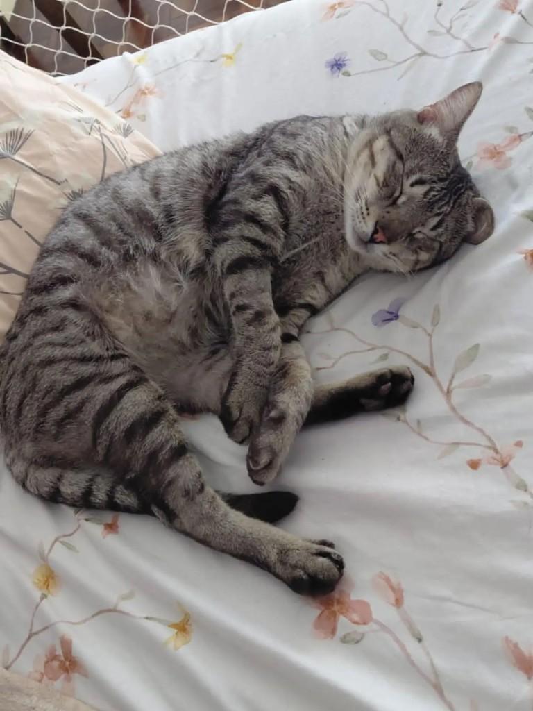 Angá, gata de porte médio para adoção em Medianeira - PR
