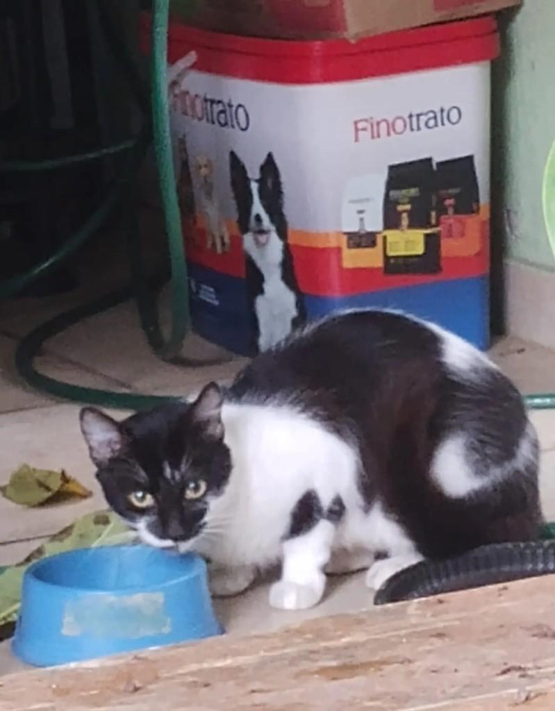 Chiquinha, gata de porte médio para adoção em Medianeira - PR