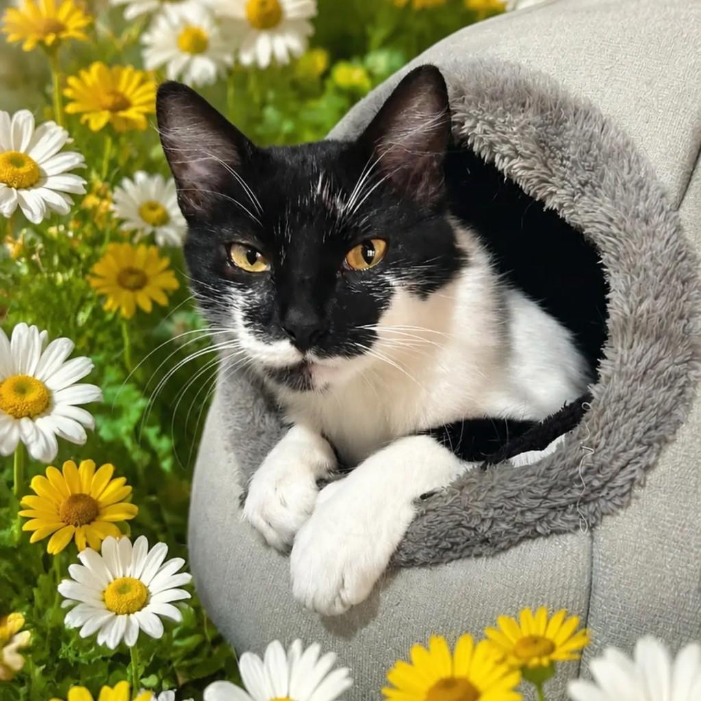 Iza, gata de porte pequeno para adoção em Porto Alegre - RS