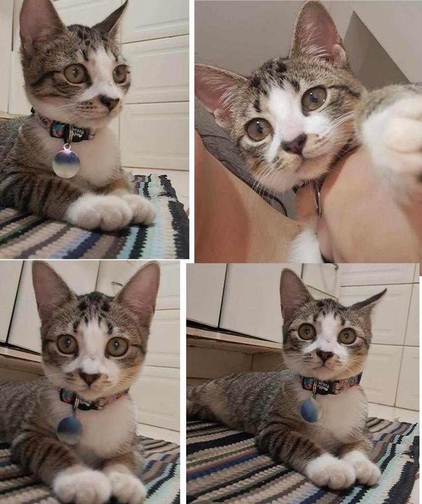 Linda, gata de porte pequeno para adoção em Ribeirão Preto - SP